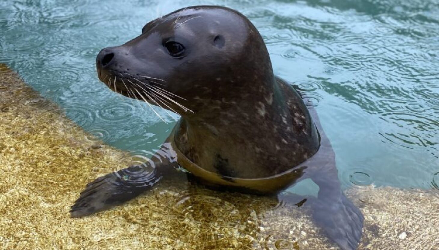 Avian Flu at Lincoln Park Zoo: Risks, Safety, and Human Impact